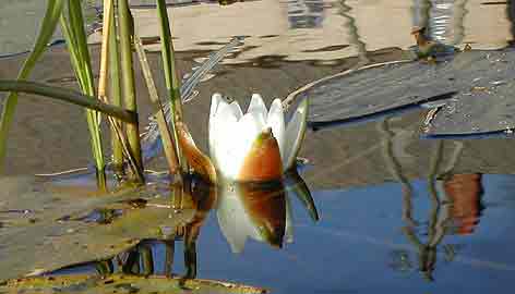 white lotus